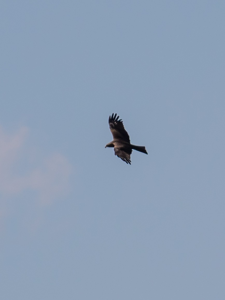 Black Kite - Milan Martic