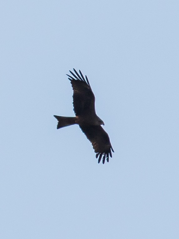 Black Kite - Milan Martic