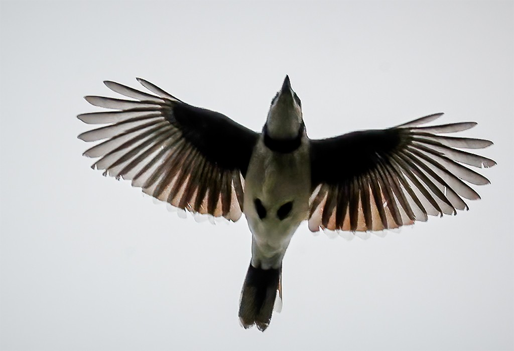 Blue Jay - Gary Ladner