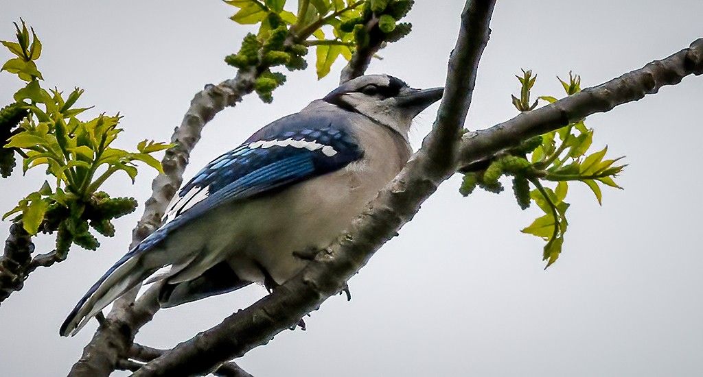 Blue Jay - Gary Ladner