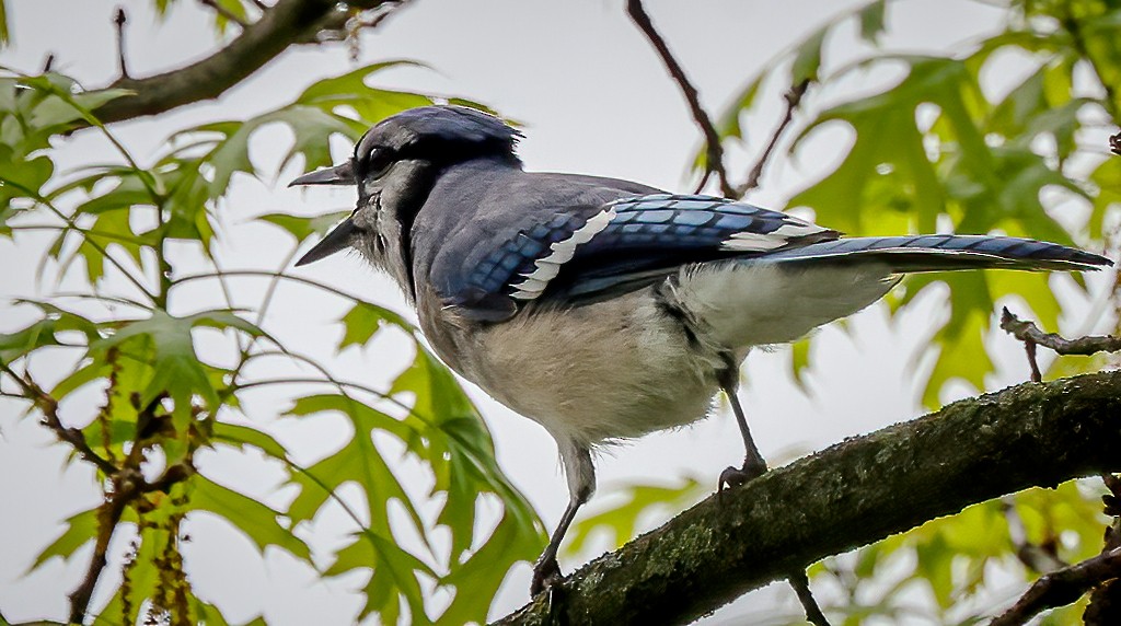 Blue Jay - Gary Ladner