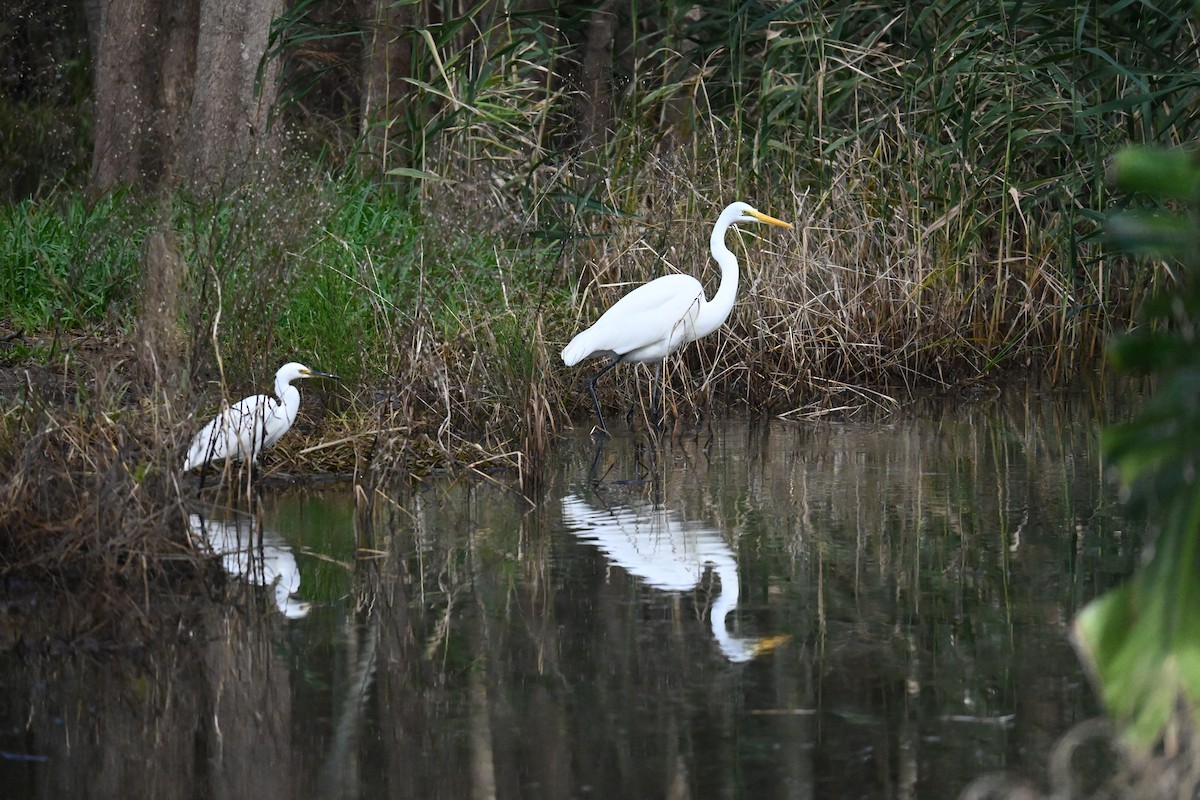 Little Egret - ML618138039