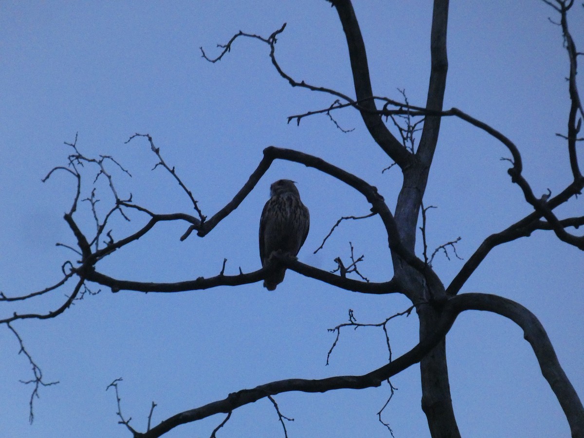 Eurasian Eagle-Owl - Xavier Parra Cuenca