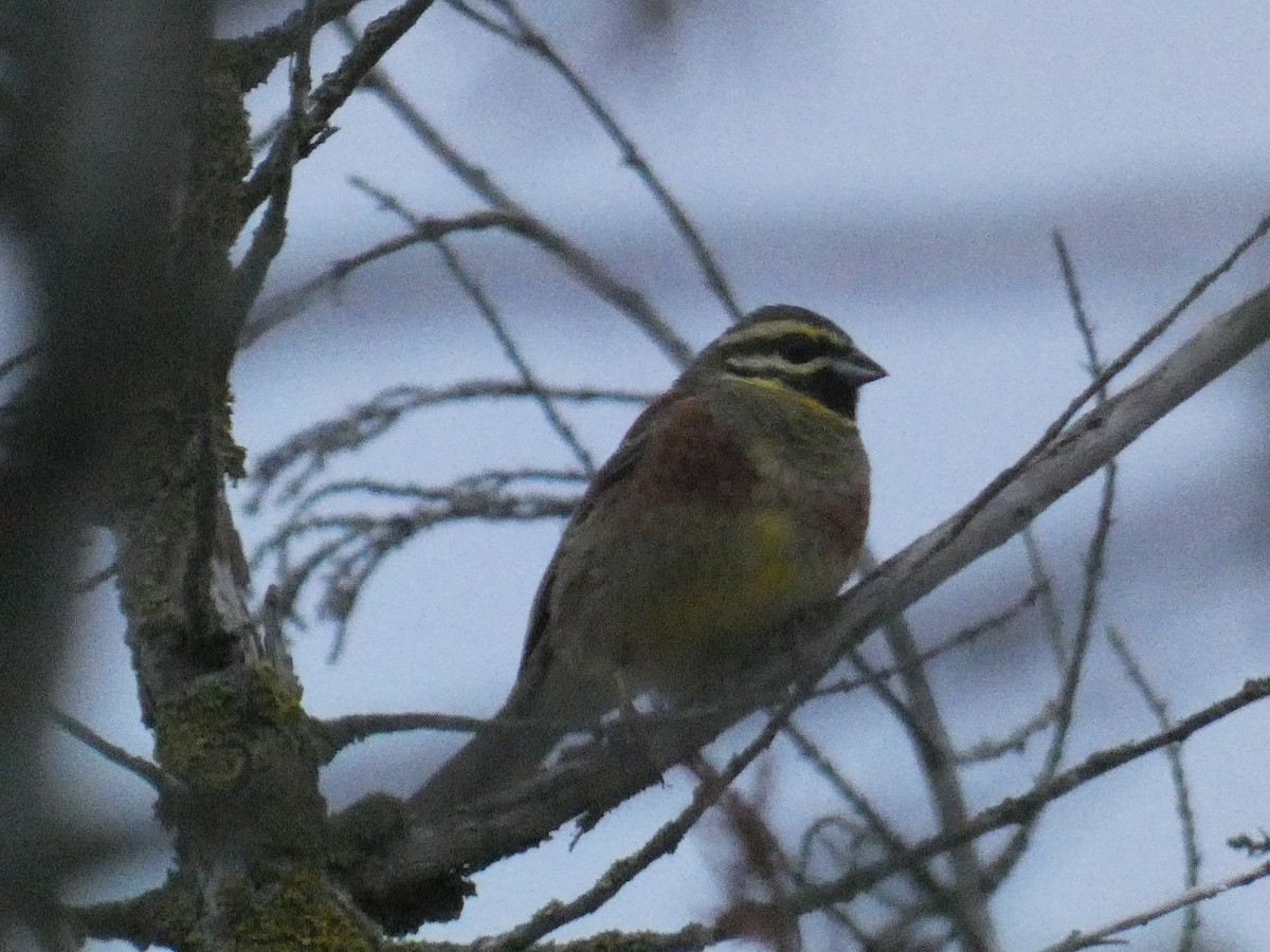 Cirl Bunting - Xavier Parra Cuenca