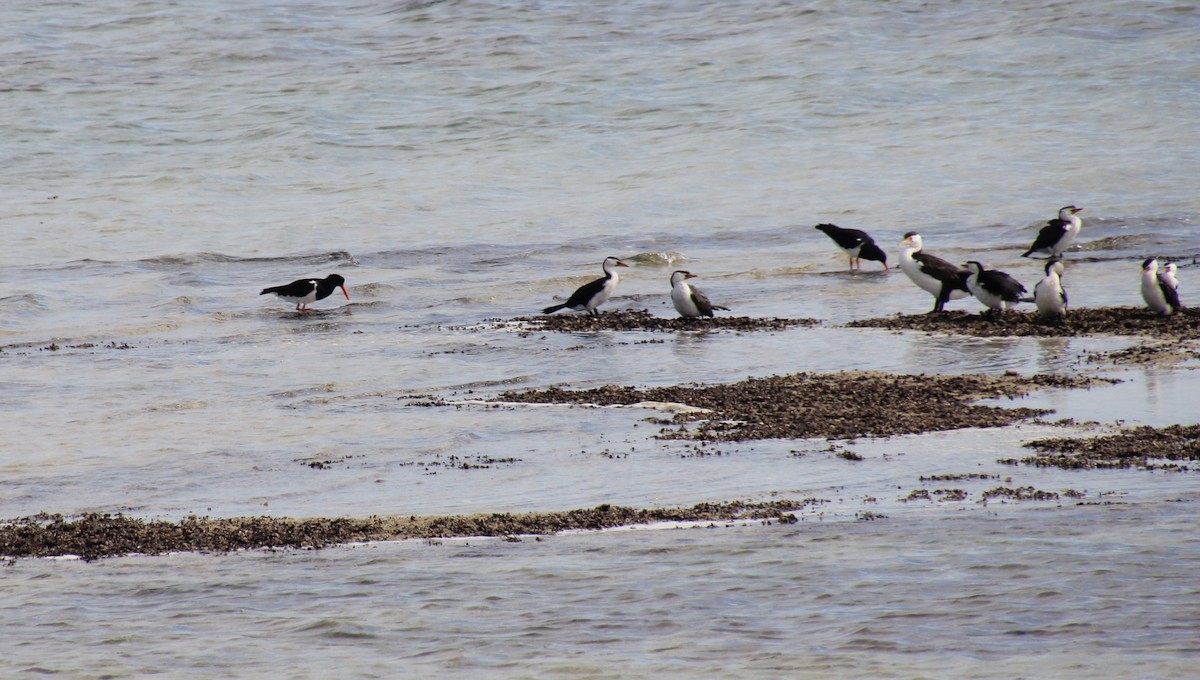 Pied Oystercatcher - Wendy McWilliams