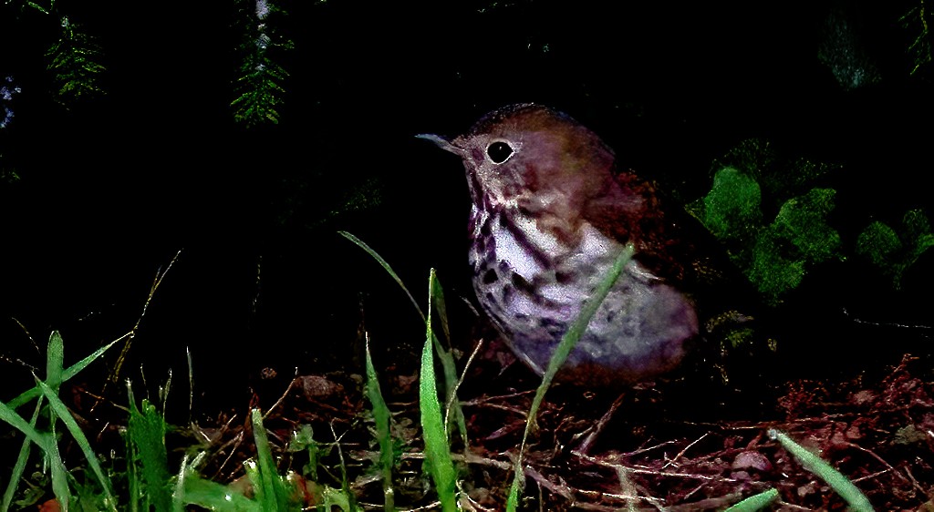 Hermit Thrush - Gary Ladner