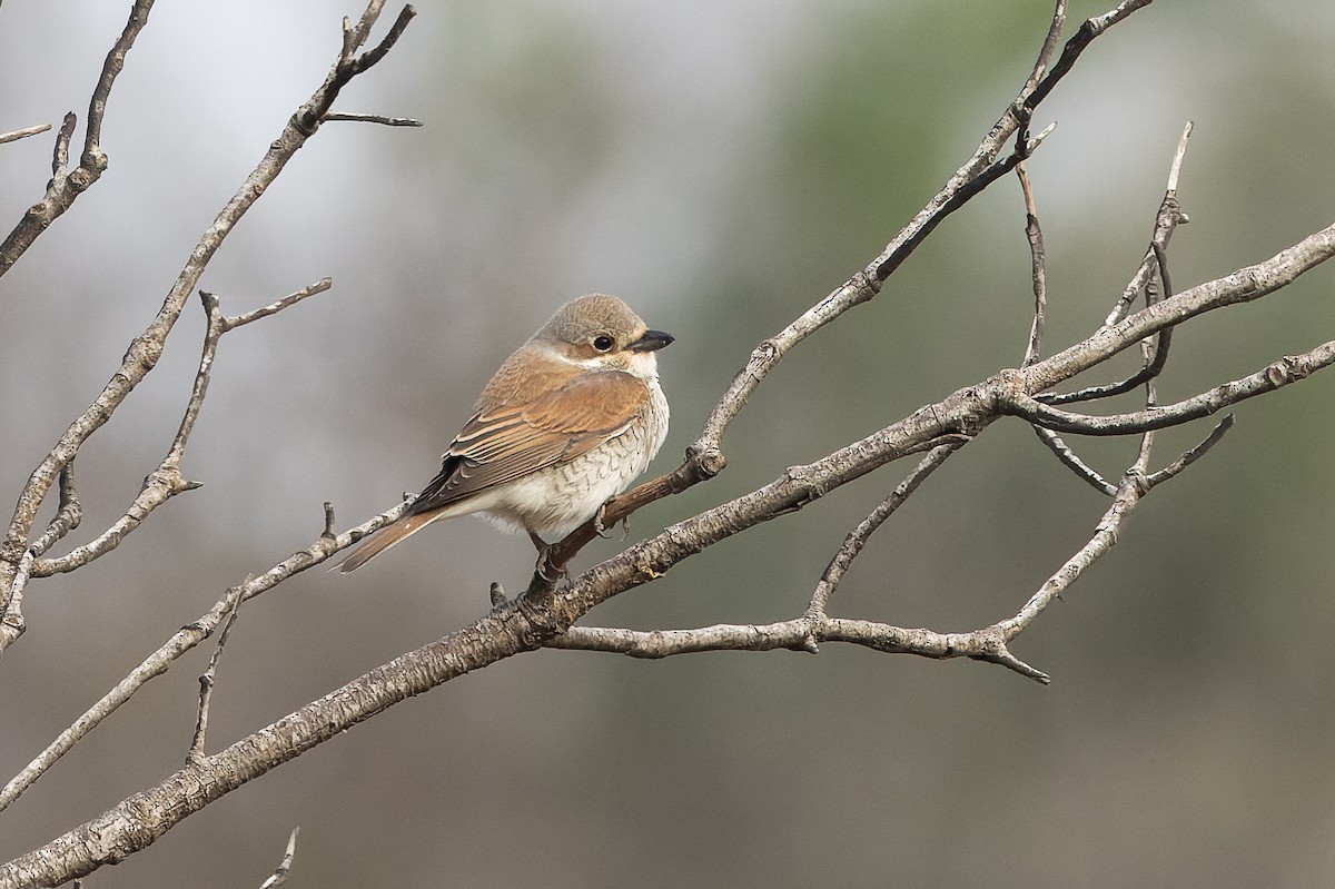 Red-backed Shrike - Micha Mandel