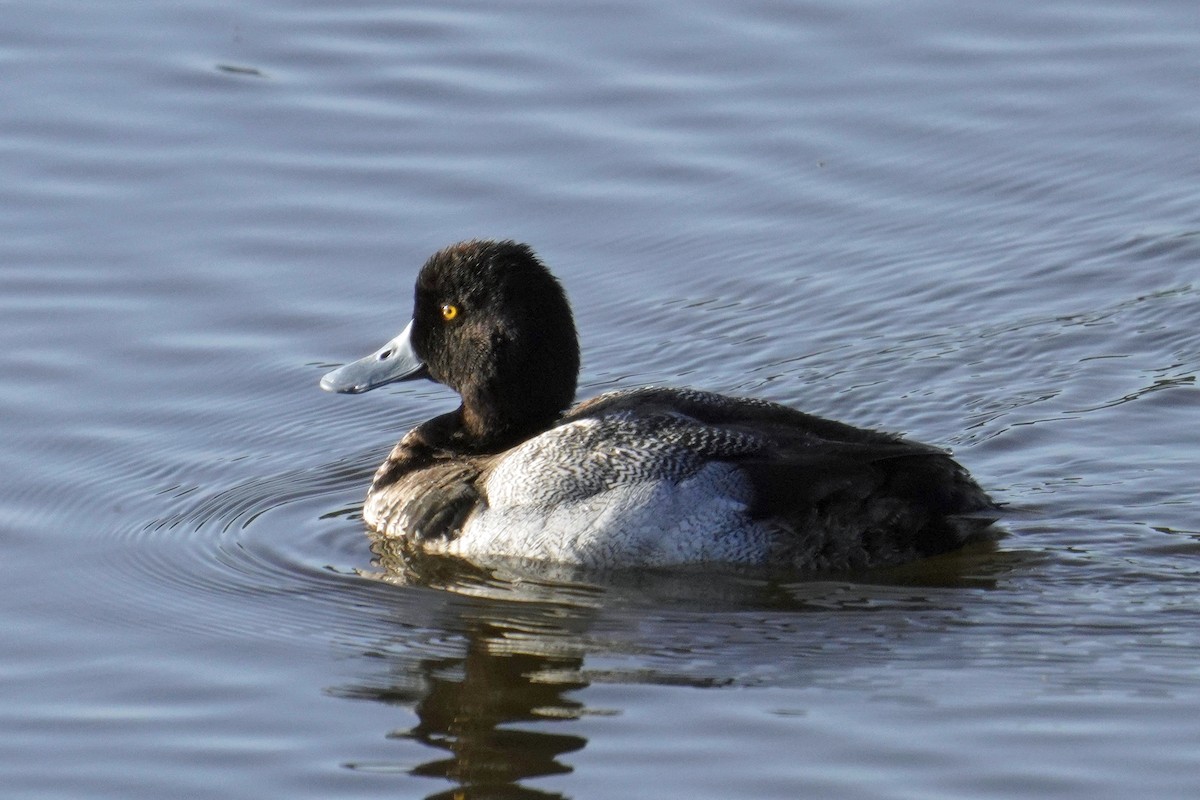 Lesser Scaup - Nick Thorpe