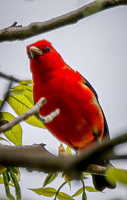 Scarlet Tanager - Gary Ladner