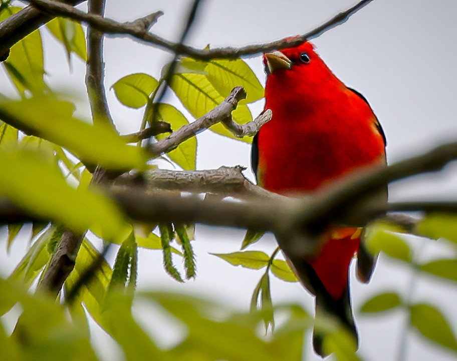 Scarlet Tanager - Gary Ladner