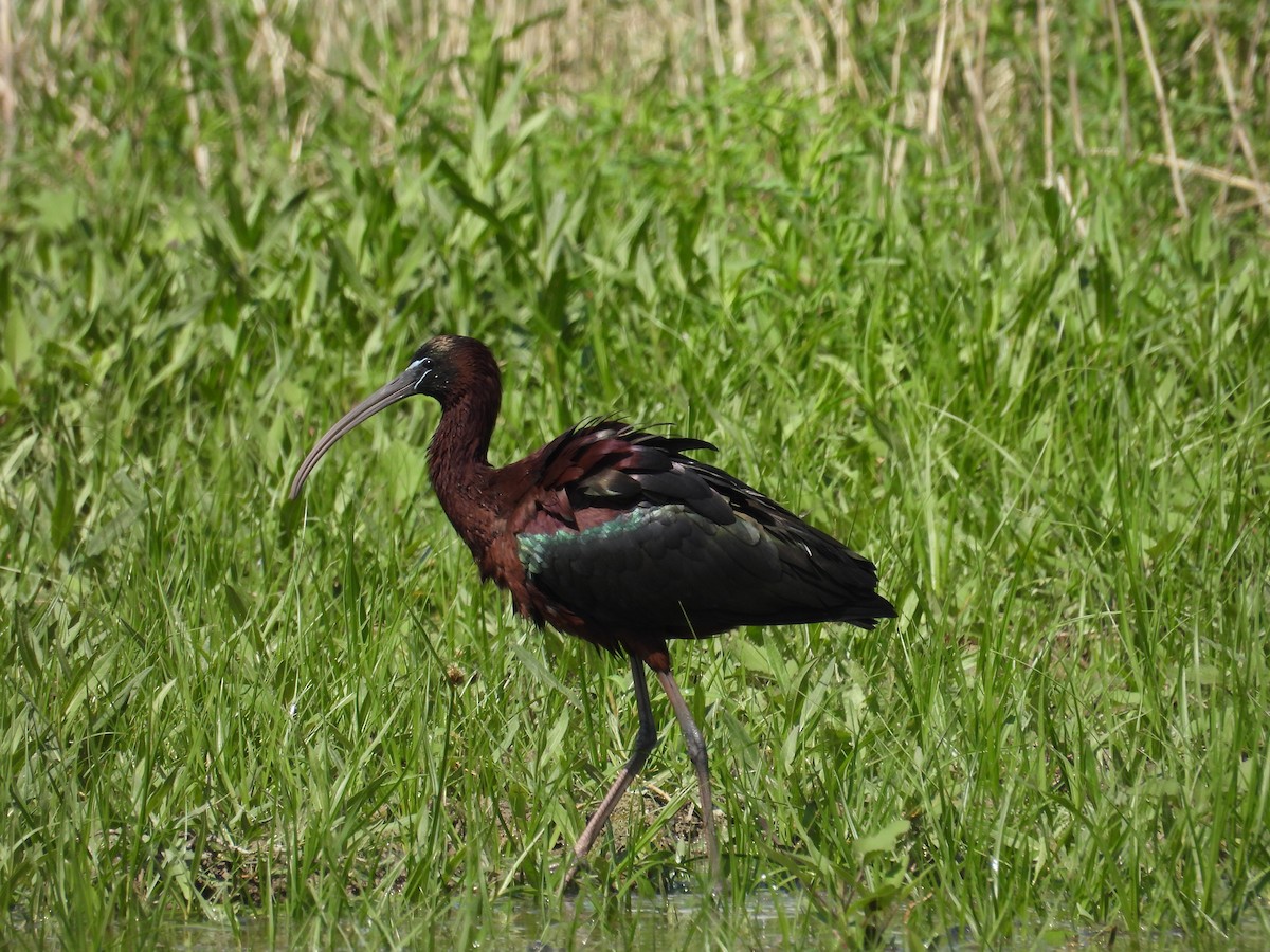 Glossy Ibis - Murat Akkaya