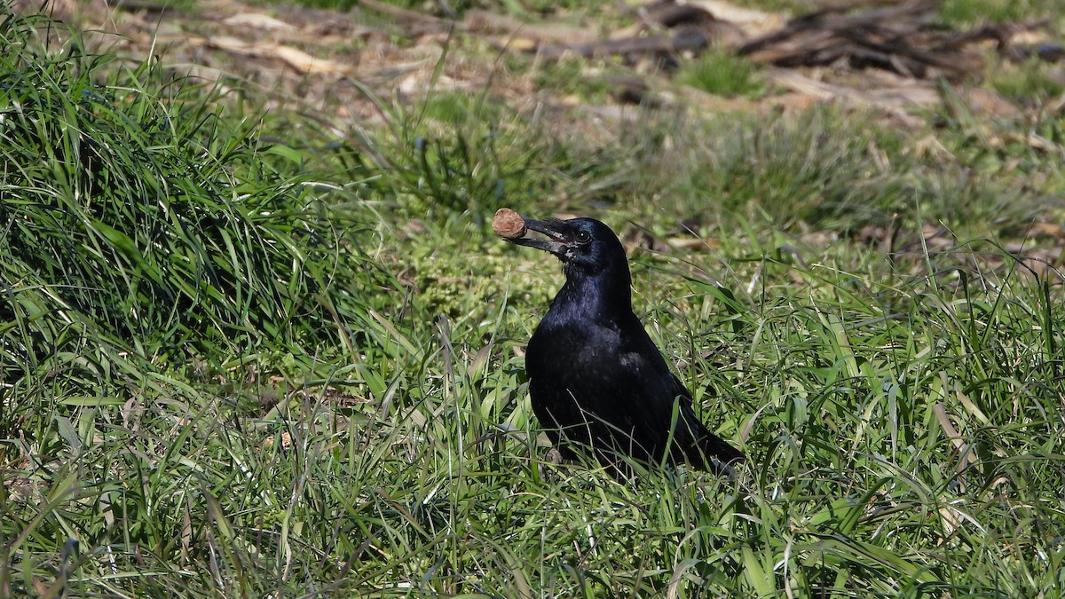 Rook - Bruno Caula