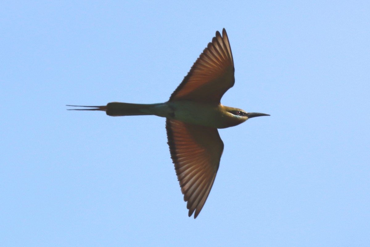 Blue-tailed Bee-eater - David Morrison