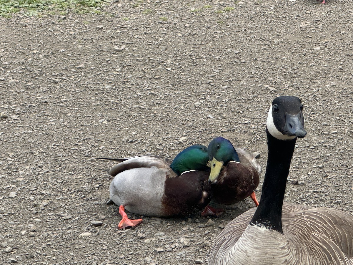 Canada Goose - Connor Wade