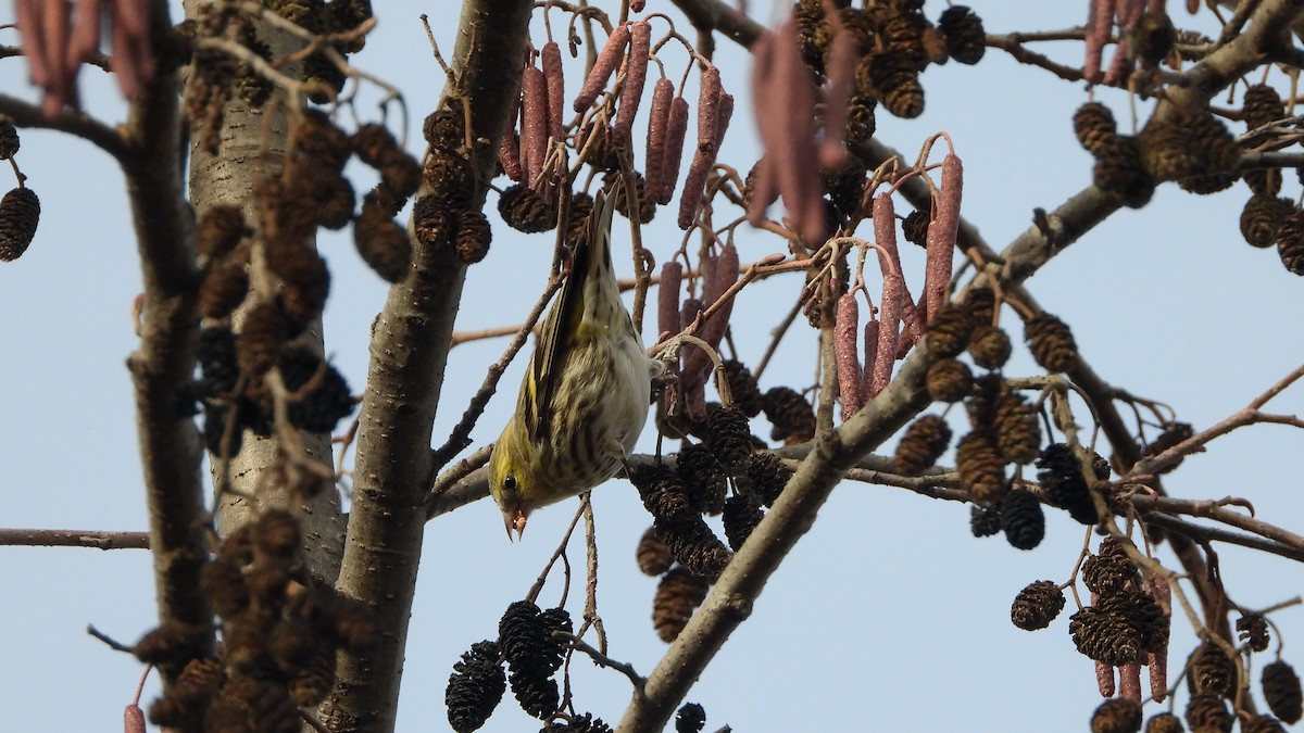 Eurasian Siskin - Bruno Caula