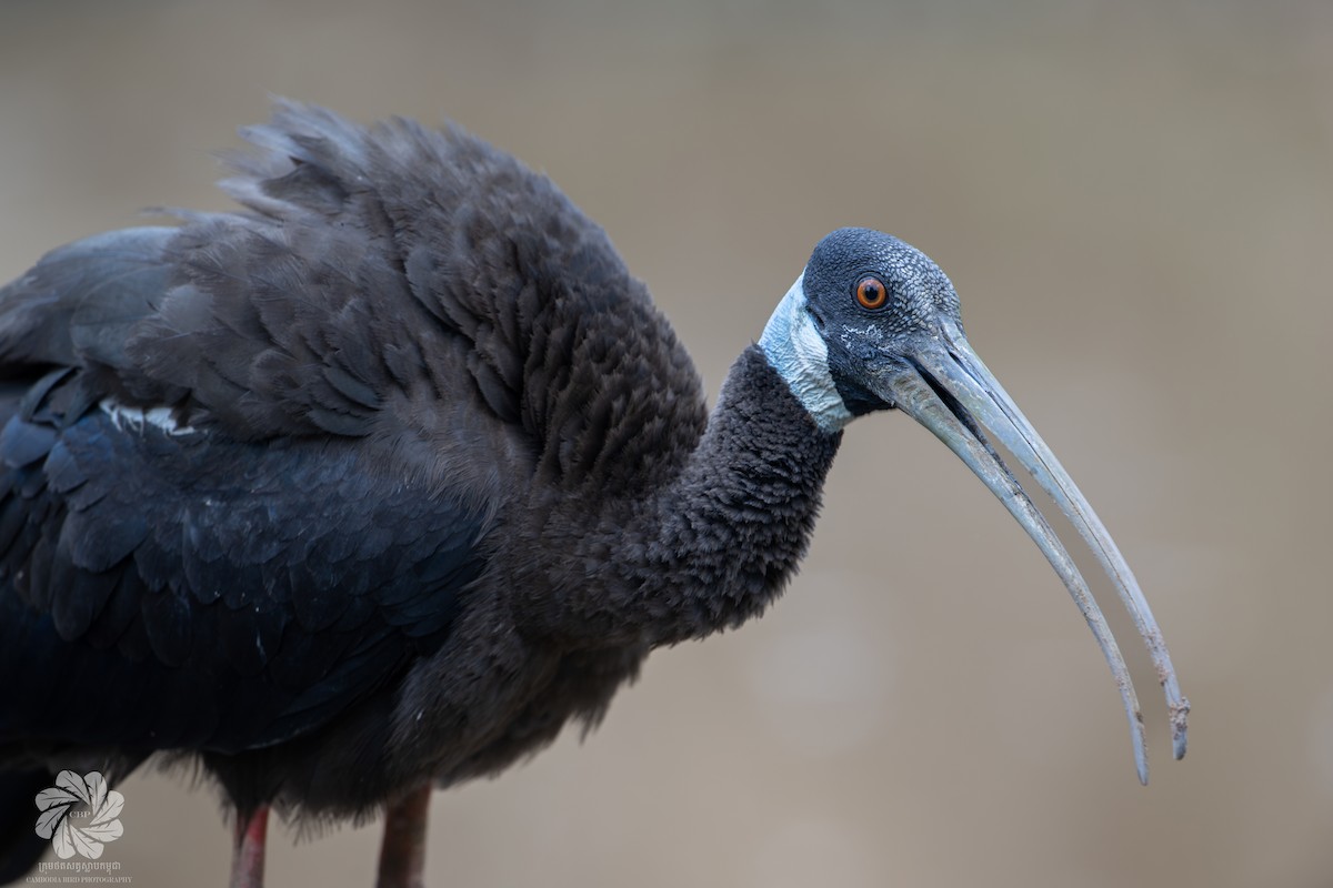 ibis běloramenný - ML618138176