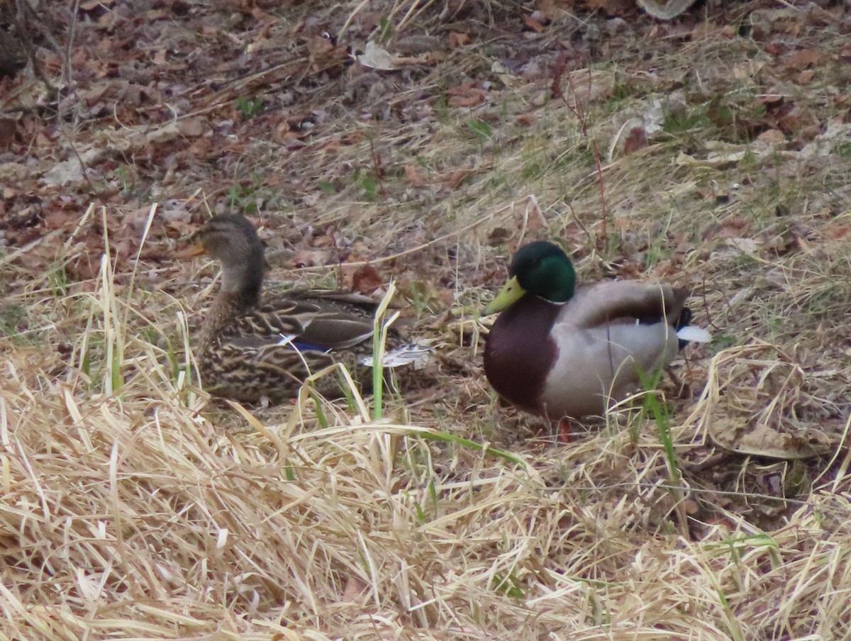 Mallard - Violet Kosack