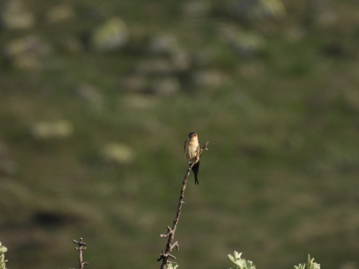 Red-rumped Swallow - Murat Akkaya