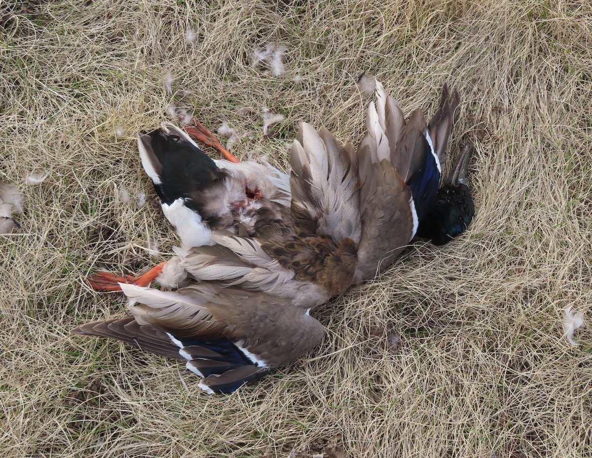 Mallard - Violet Kosack