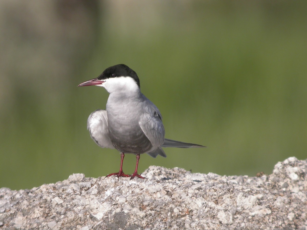 Common Tern - Carlos Fernández Díaz