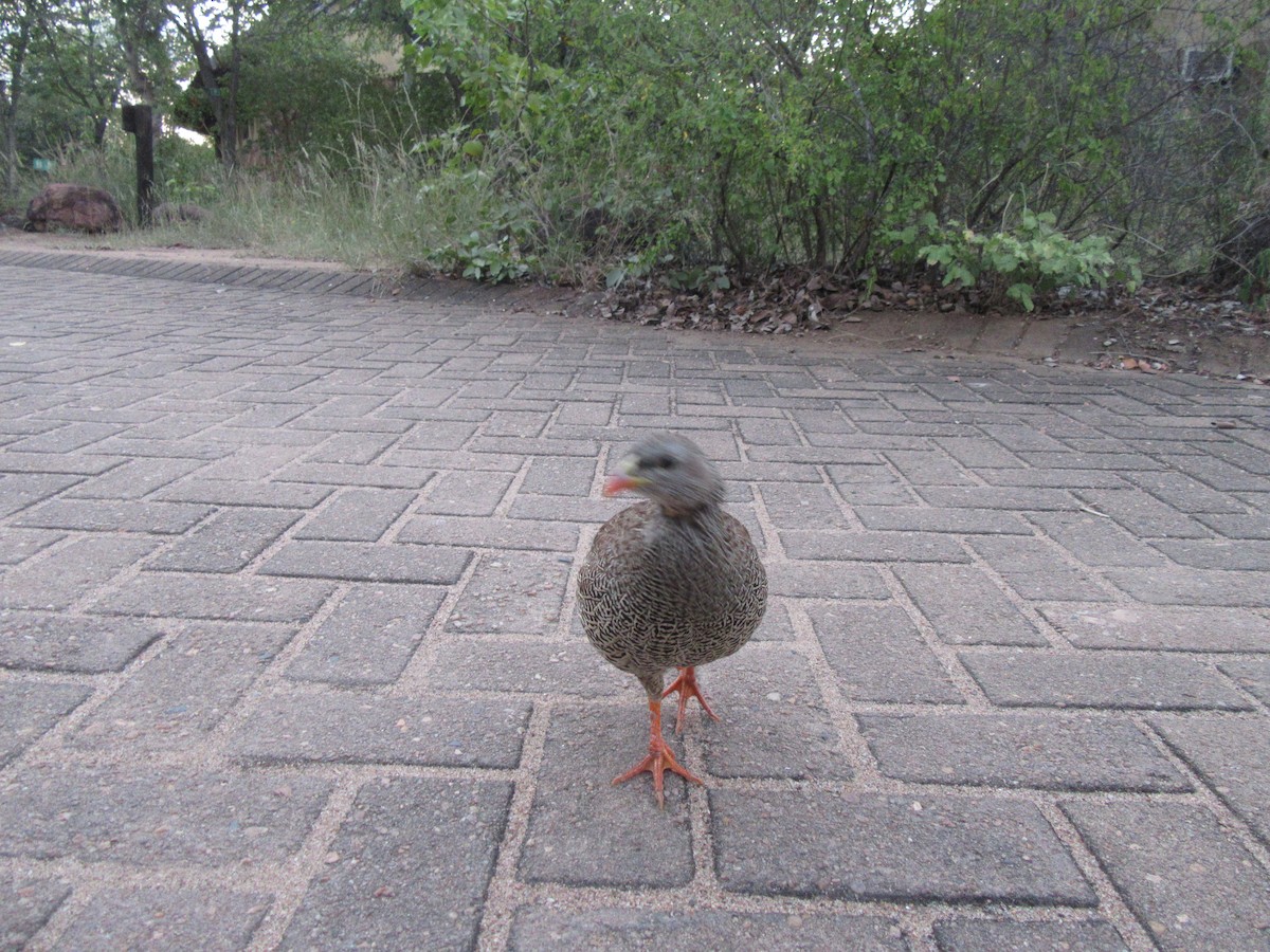 Francolin du Natal - ML618138266