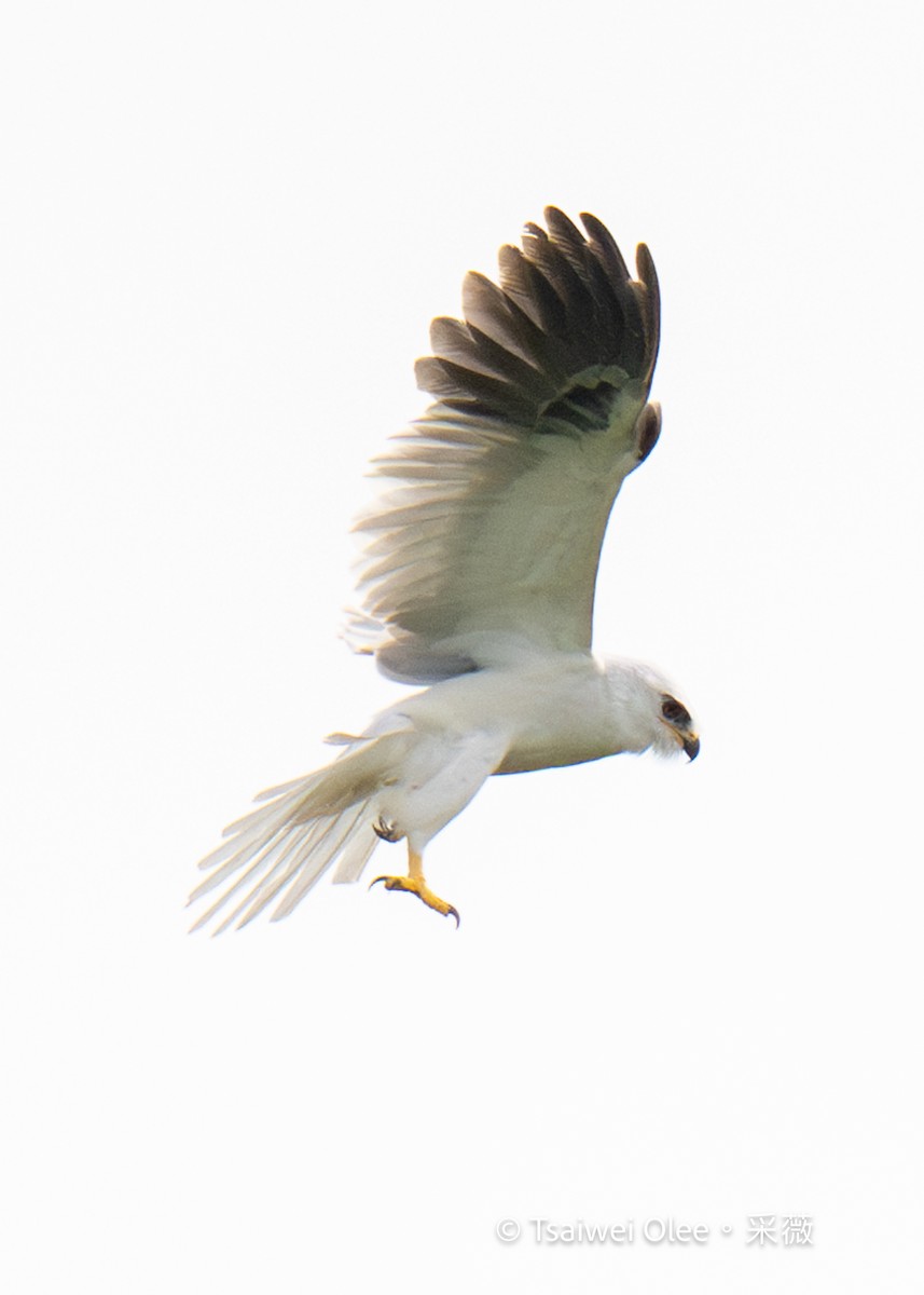 White-tailed Kite - Tsaiwei Olee