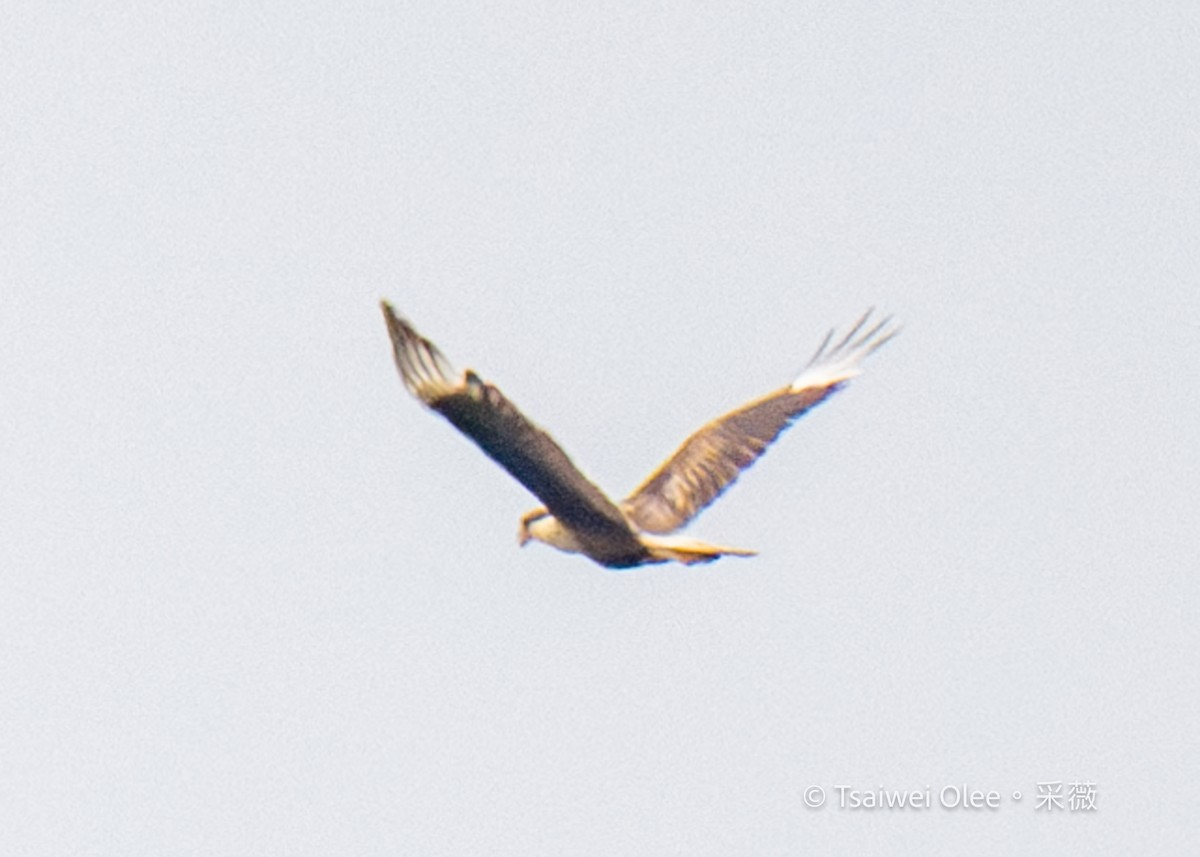 Crested Caracara - Tsaiwei Olee