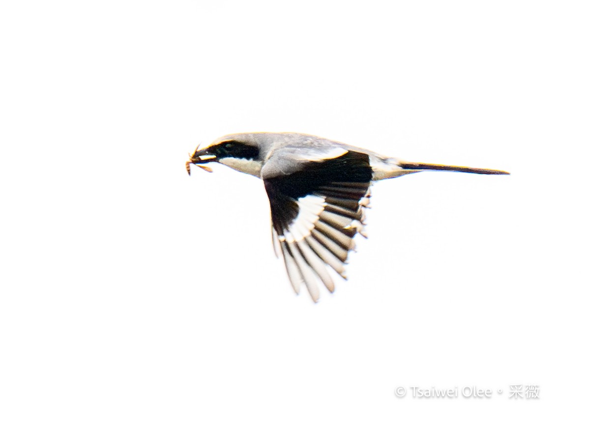 Loggerhead Shrike - Tsaiwei Olee