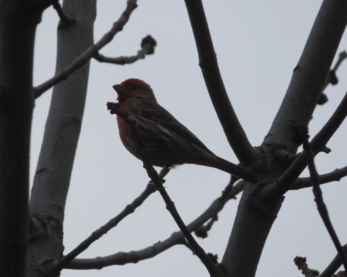 House Finch - Violet Kosack