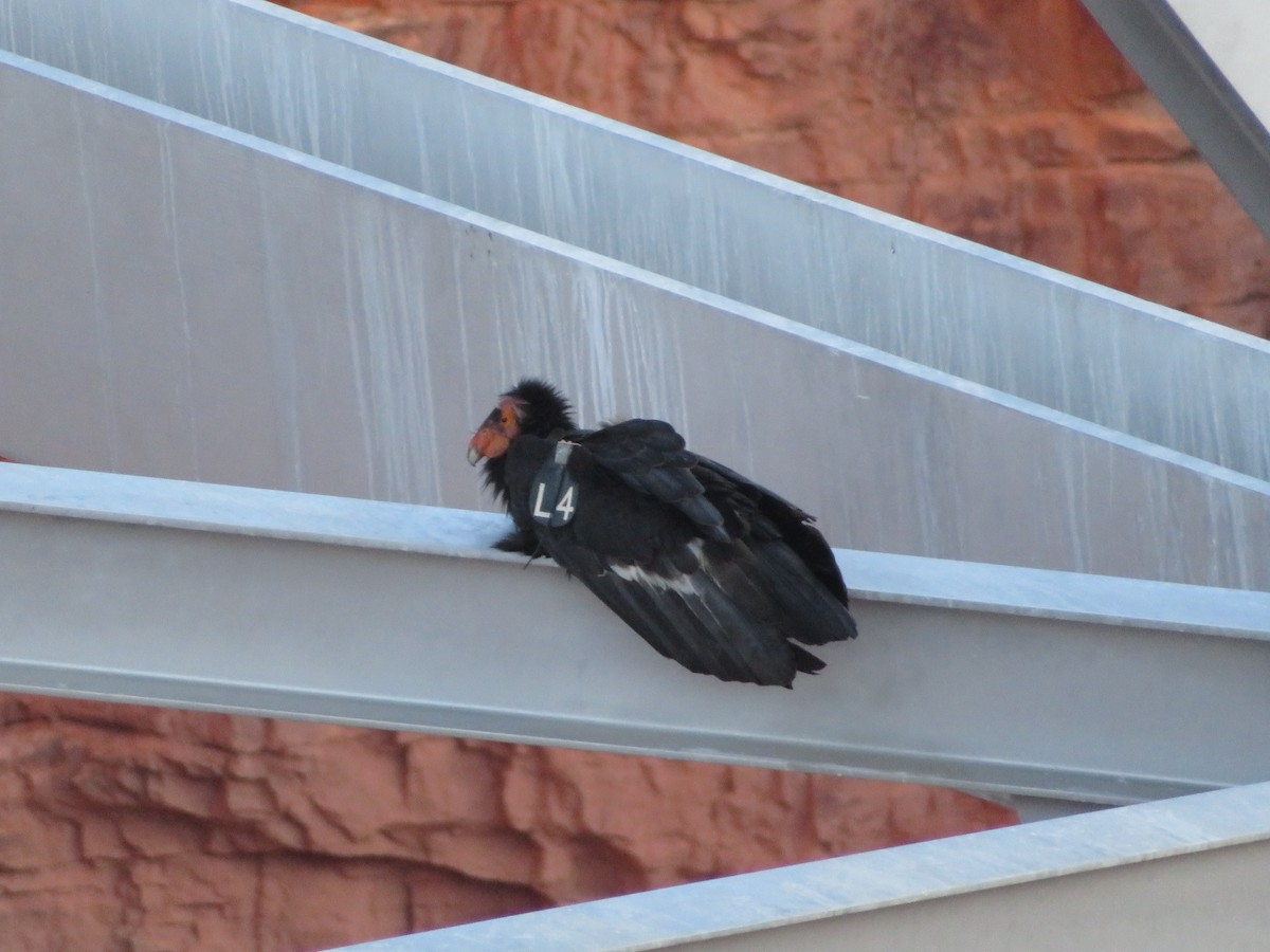 California Condor - Dominik Hałas