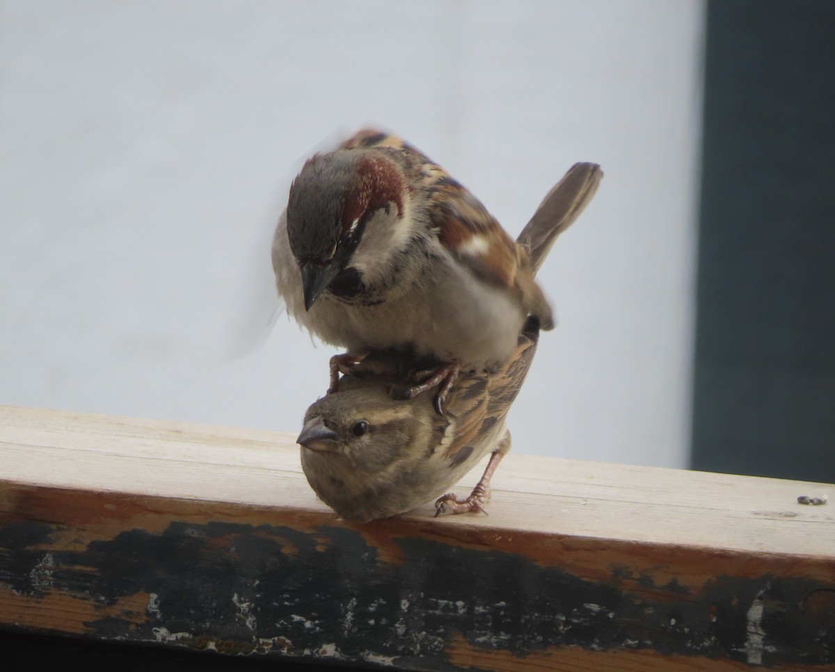 House Sparrow - Violet Kosack