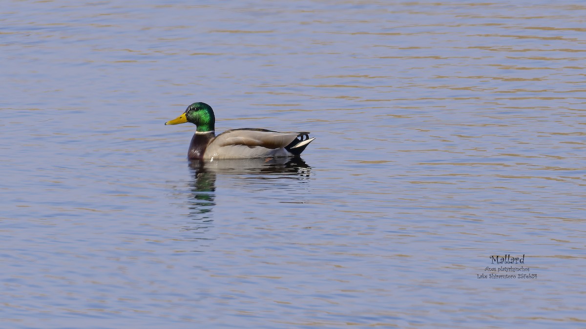 Mallard - Kenneth Cheong