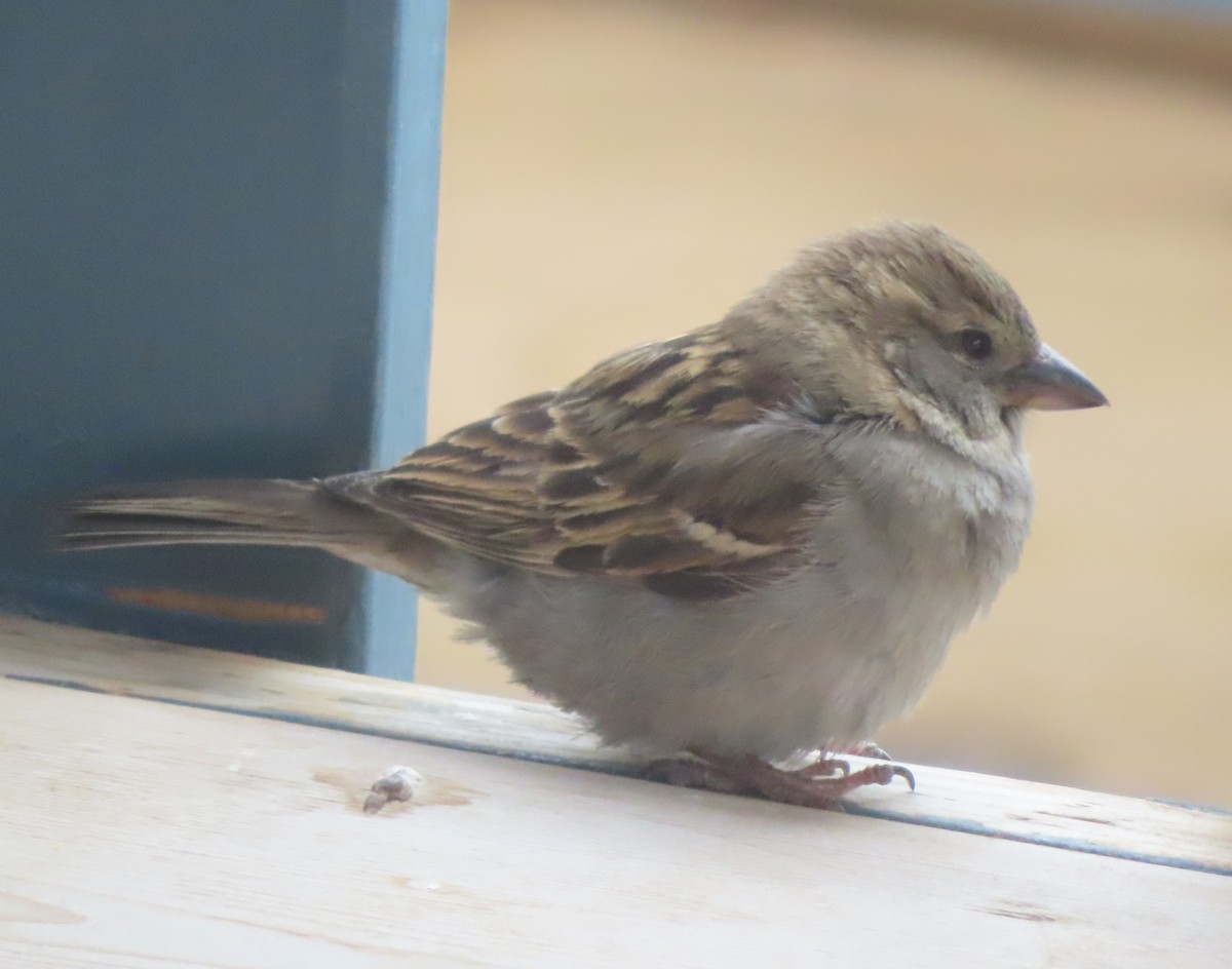 House Sparrow - Violet Kosack