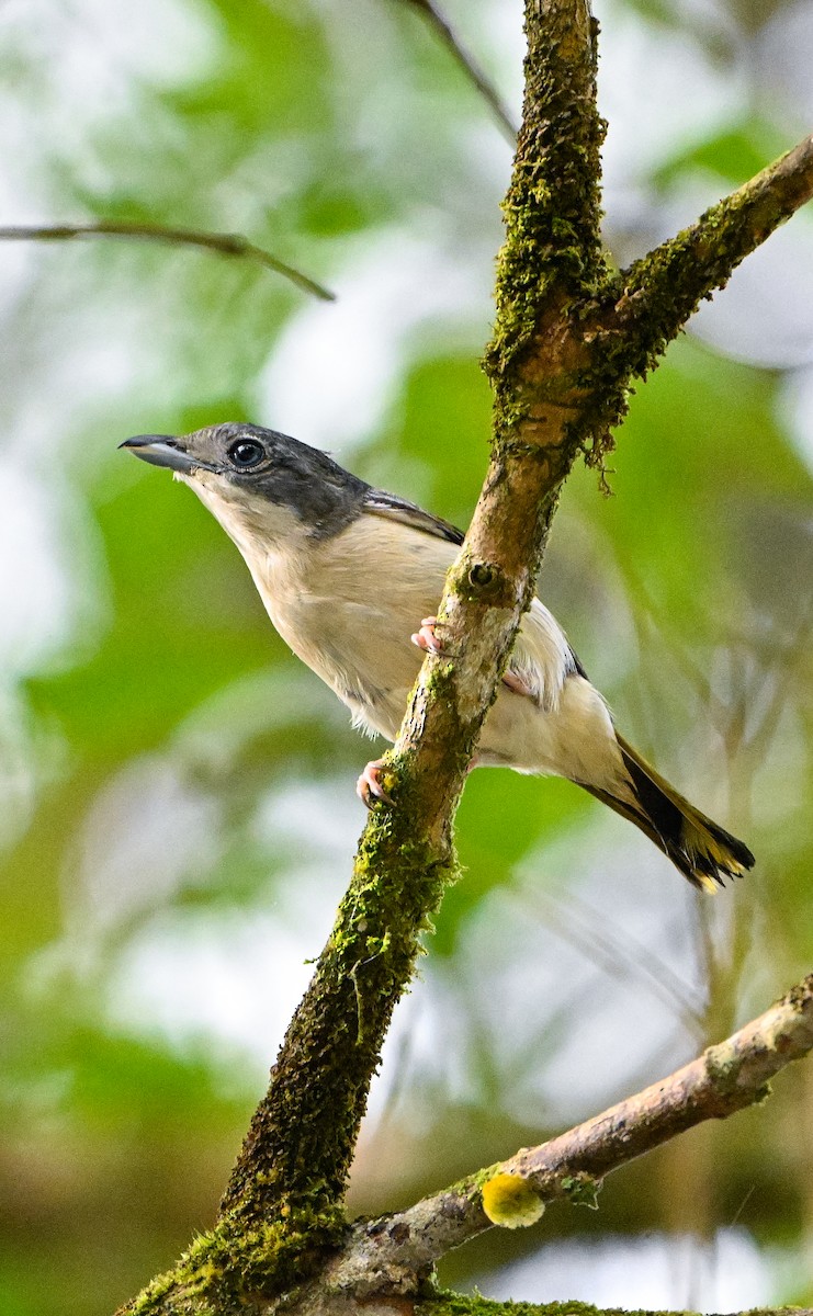 White-browed Shrike-Babbler - NIK RIZAL NIK YUSOFF