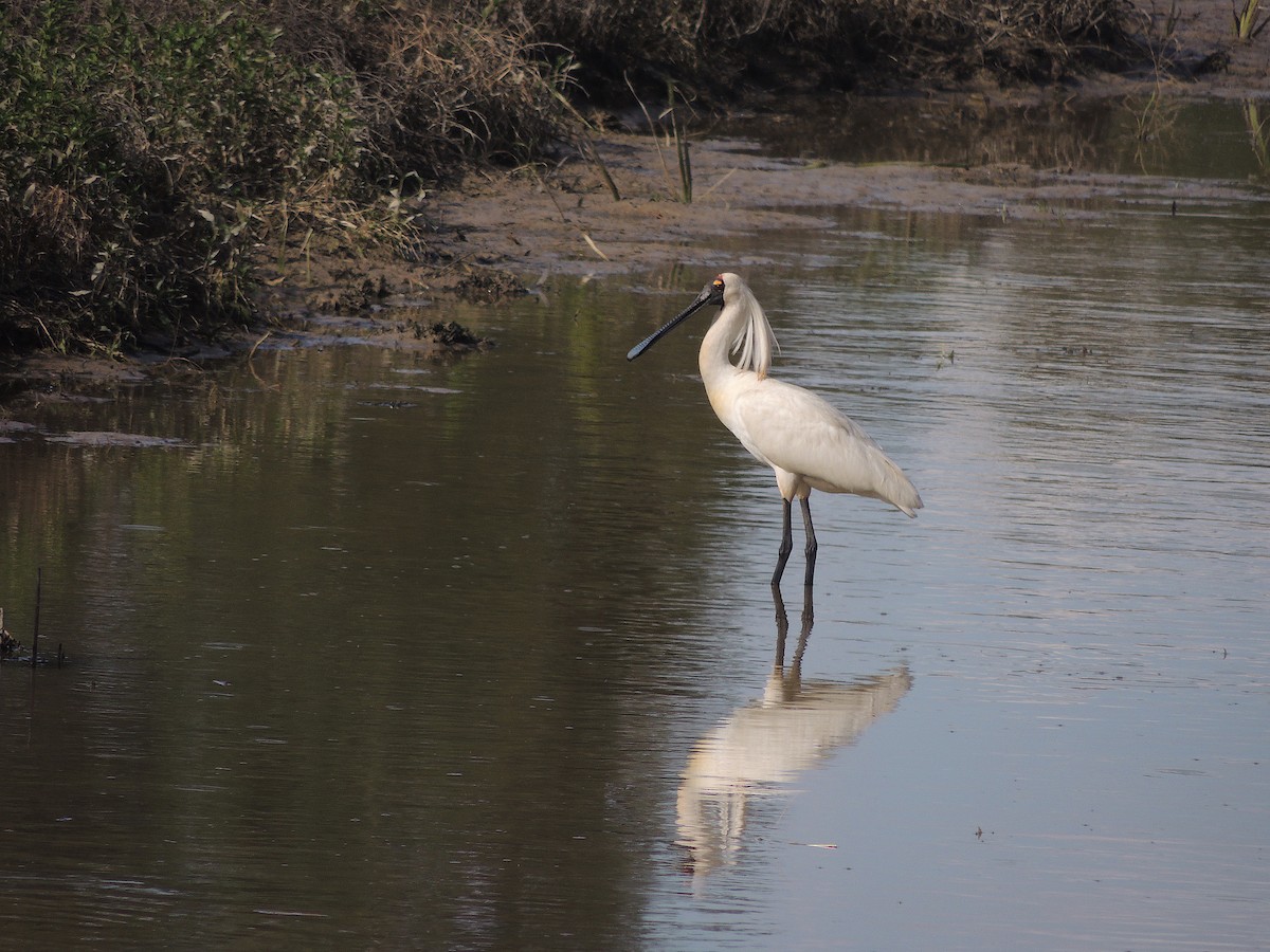 Royal Spoonbill - George Vaughan