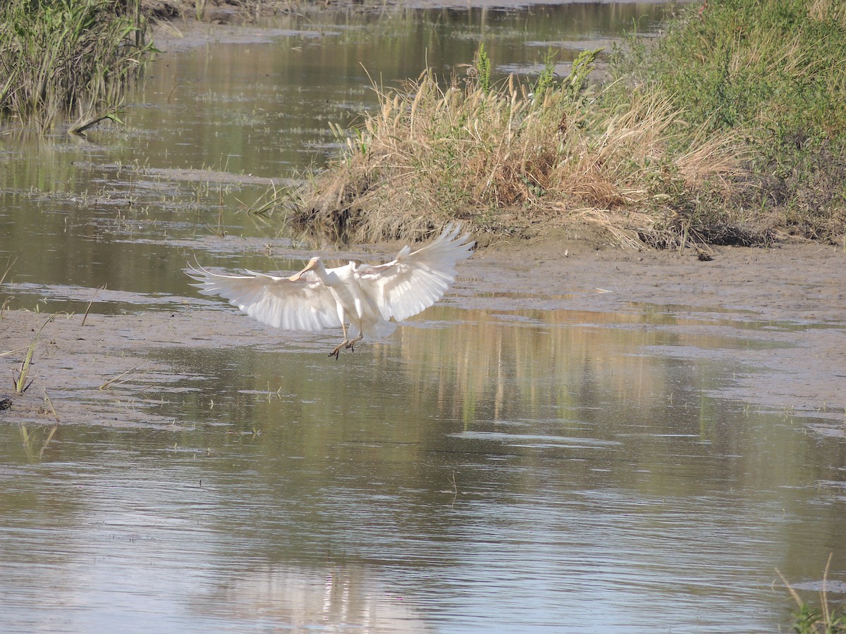 Yellow-billed Spoonbill - George Vaughan