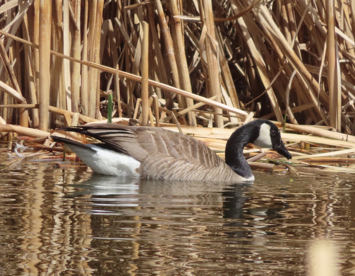 Canada Goose - Violet Kosack