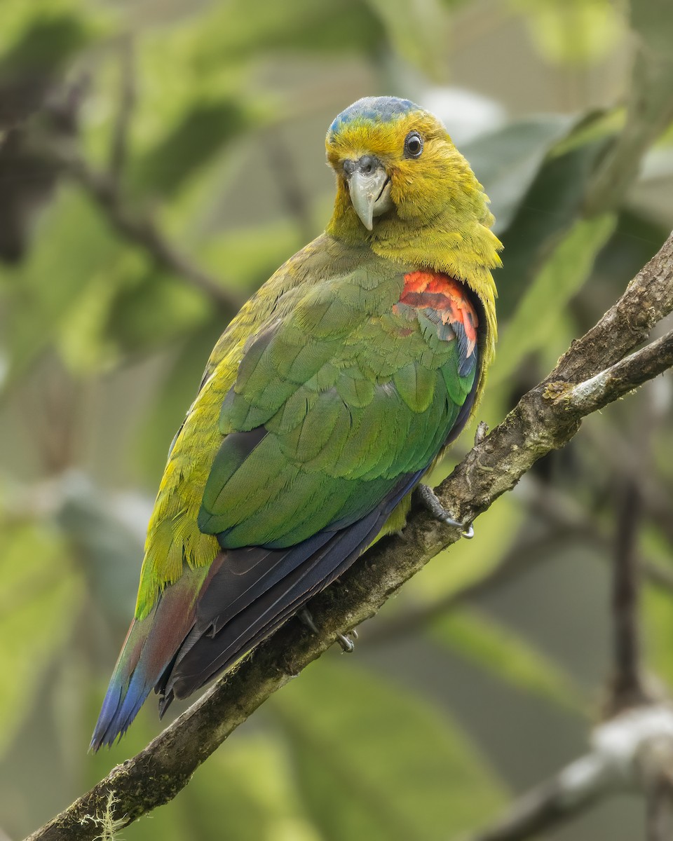 Indigo-winged Parrot - David Monroy Rengifo