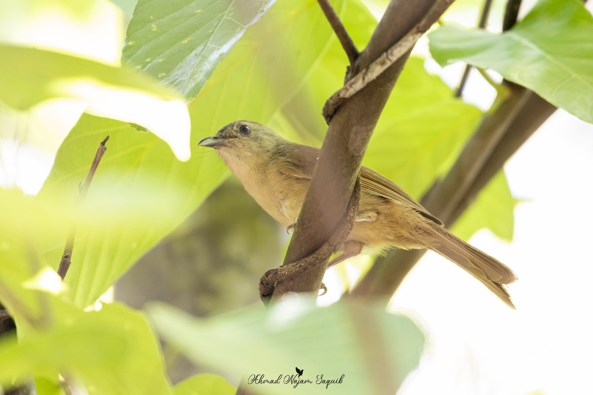 Brown-cheeked Fulvetta - ML618138406