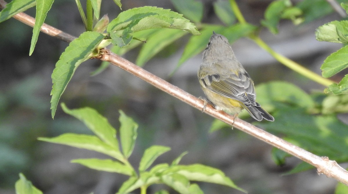 Orange-crowned Warbler (celata) - Kalin Ocaña