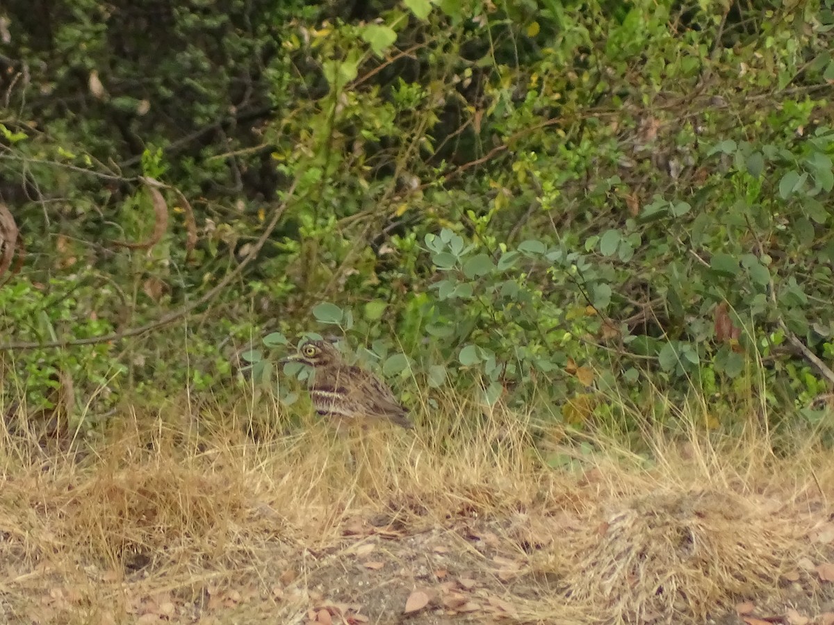 Indian Thick-knee - Vijay Jayamoorthy