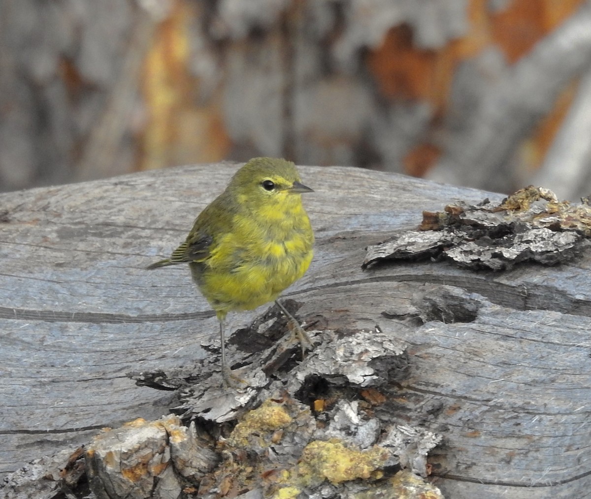 Orange-crowned Warbler (lutescens) - Kalin Ocaña