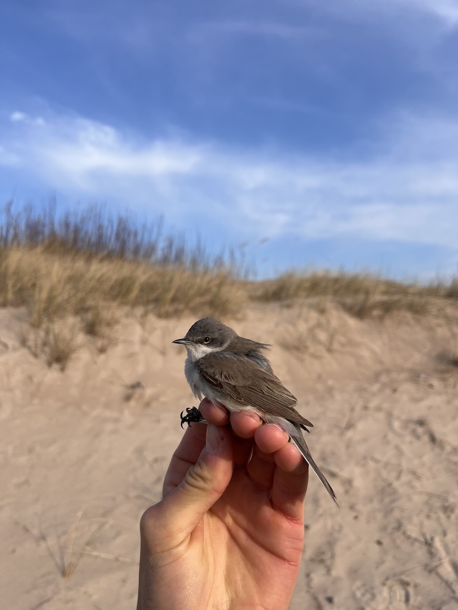 Lesser Whitethroat - Valters Videnieks