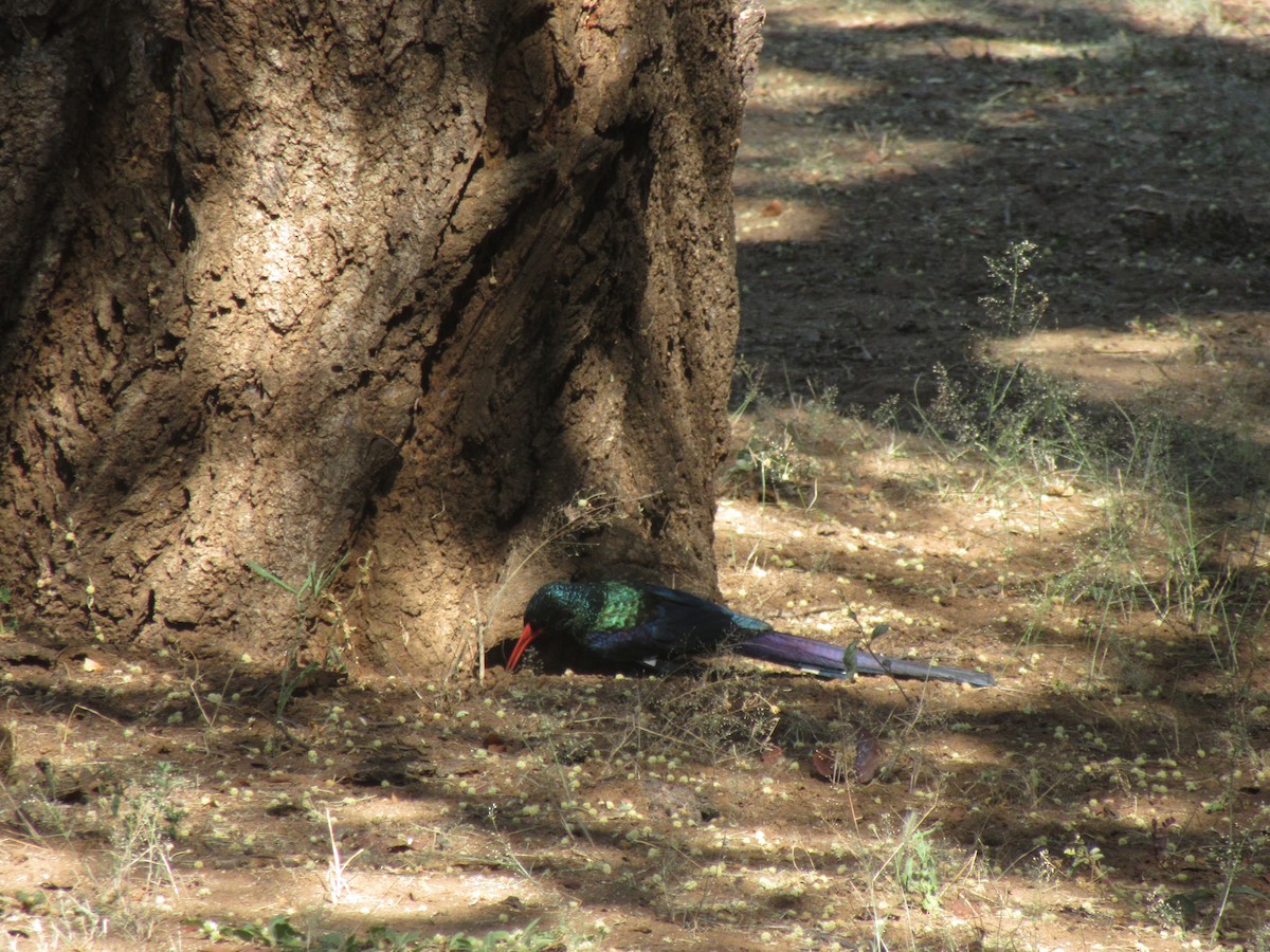 Green Woodhoopoe - ML618138483