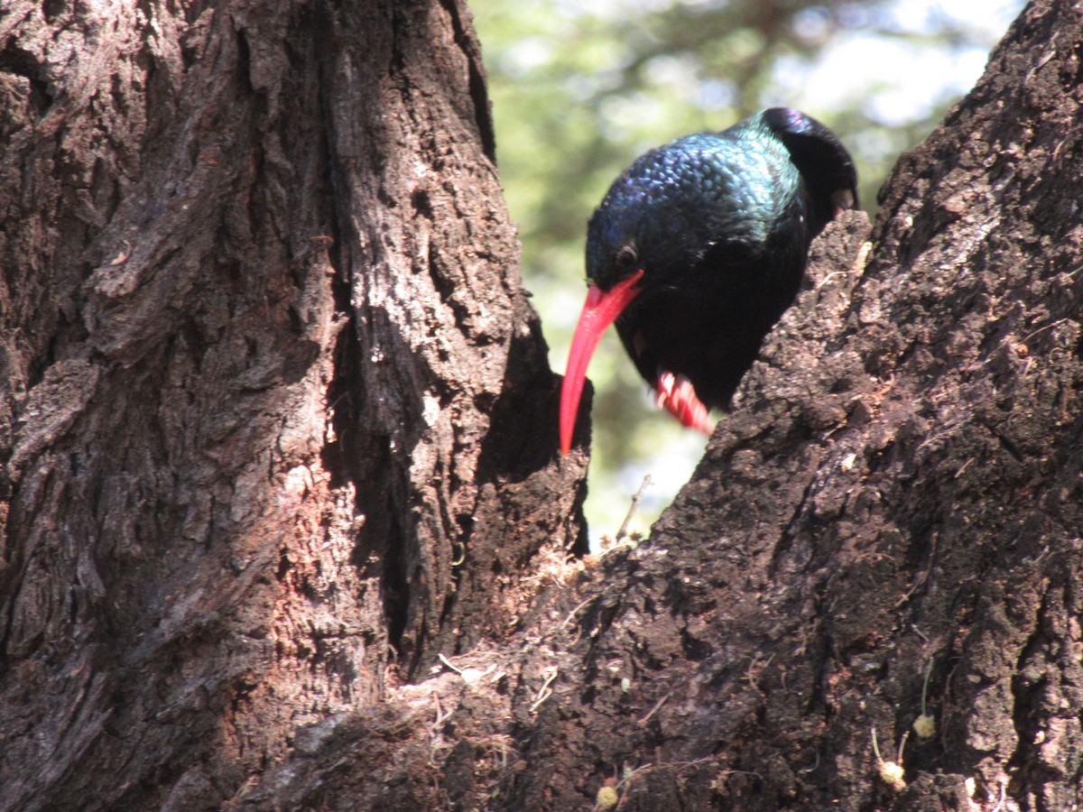 Green Woodhoopoe - ML618138493