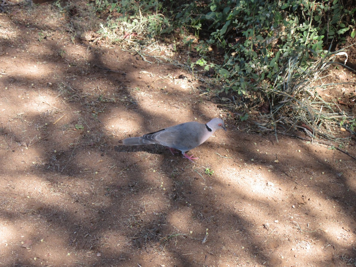 Mourning Collared-Dove - Ashlyn Campbell