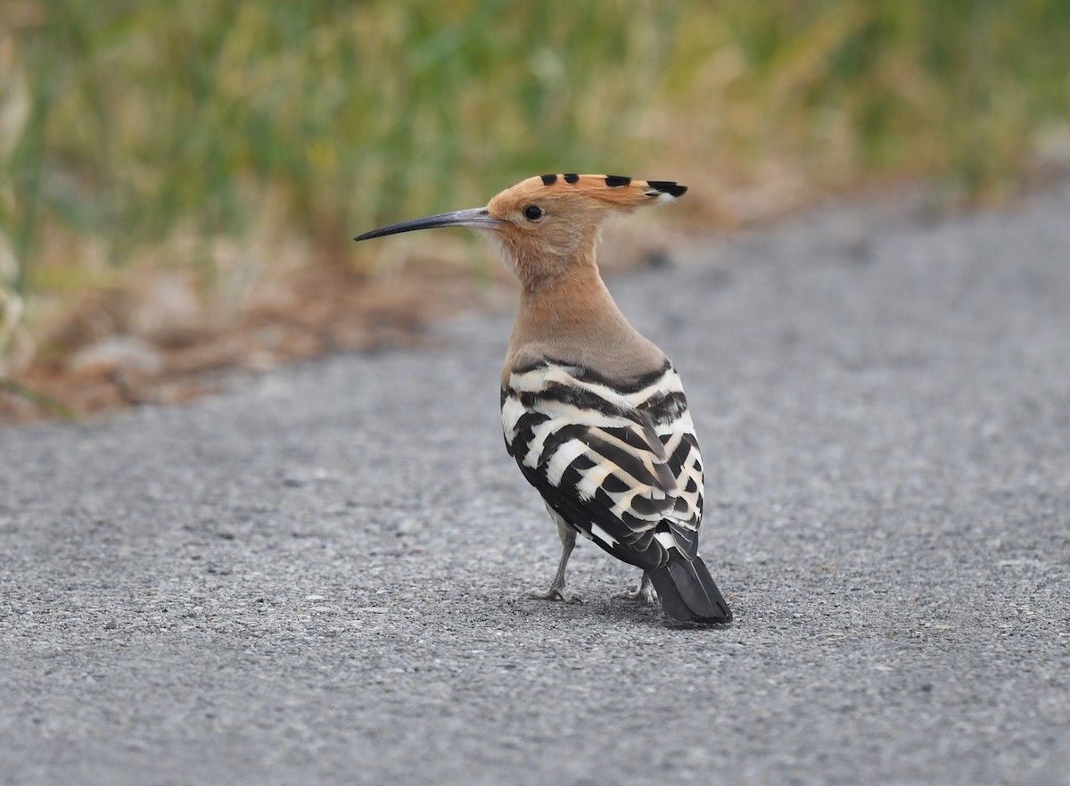 Eurasian Hoopoe - ML618138528