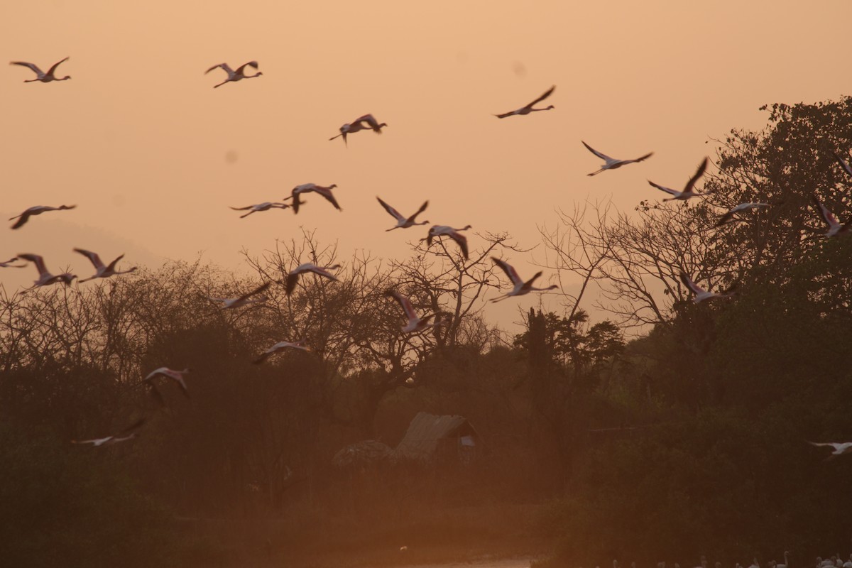 Lesser Flamingo - ML618138529