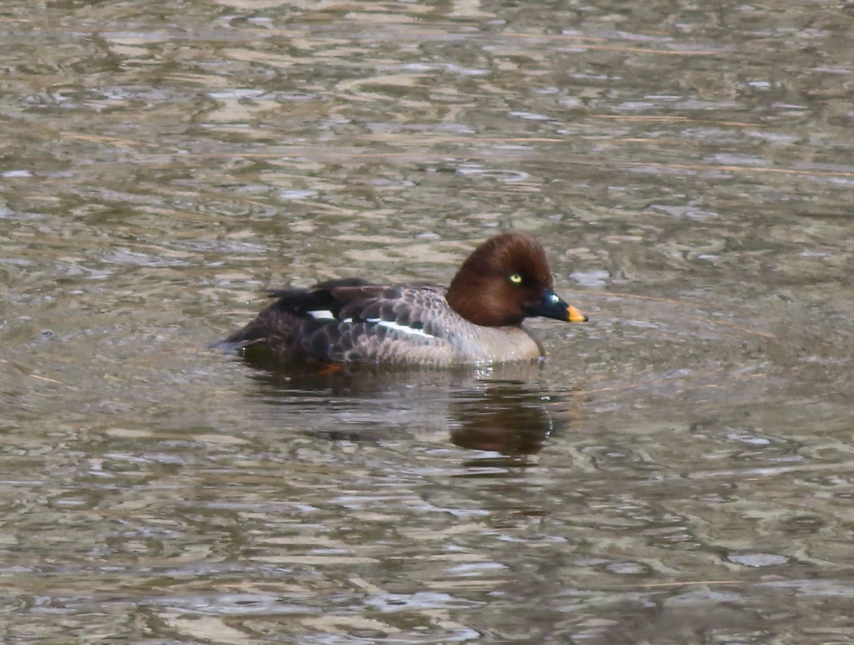 Common Goldeneye - Violet Kosack