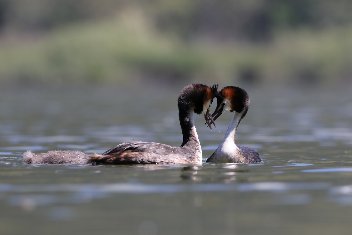 Great Crested Grebe - Dimitris Siolos